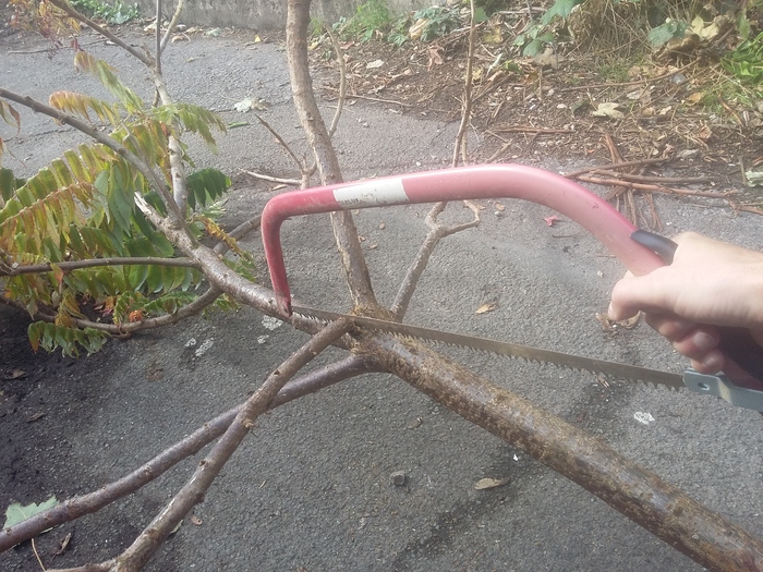 Sawing branches