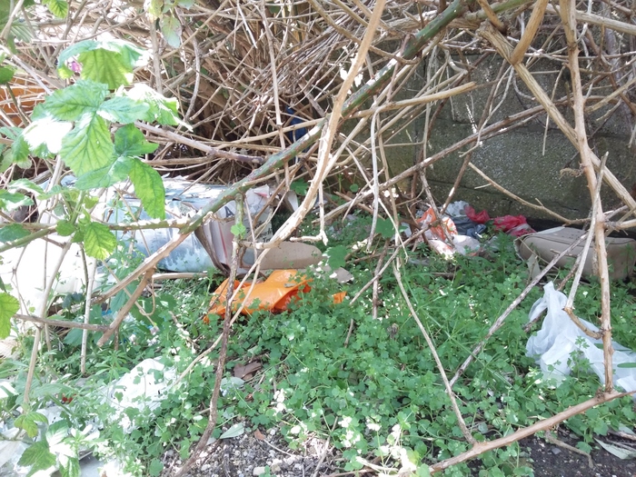 Loads of rubbish in bushes
