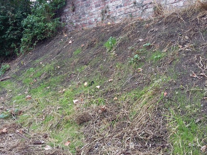 New grass growing in cleared section
