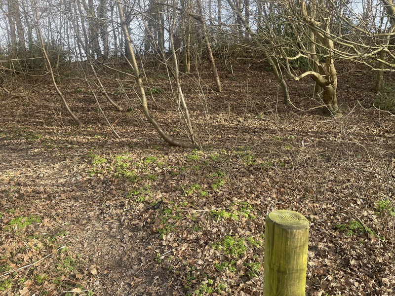 Litter-free woodland