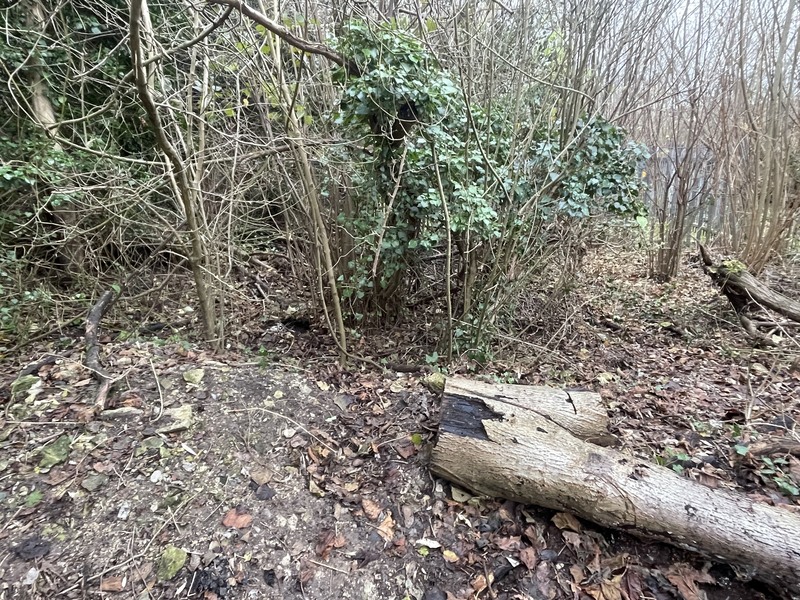 Litter-free woodland