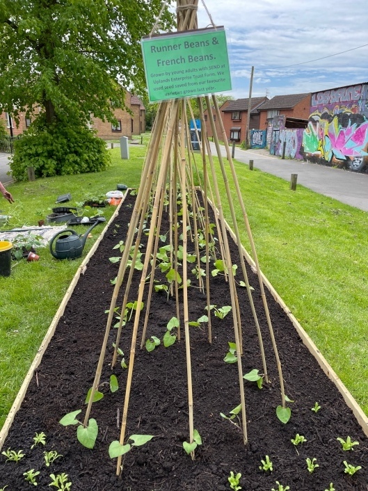 Bean poles erected and beans planted