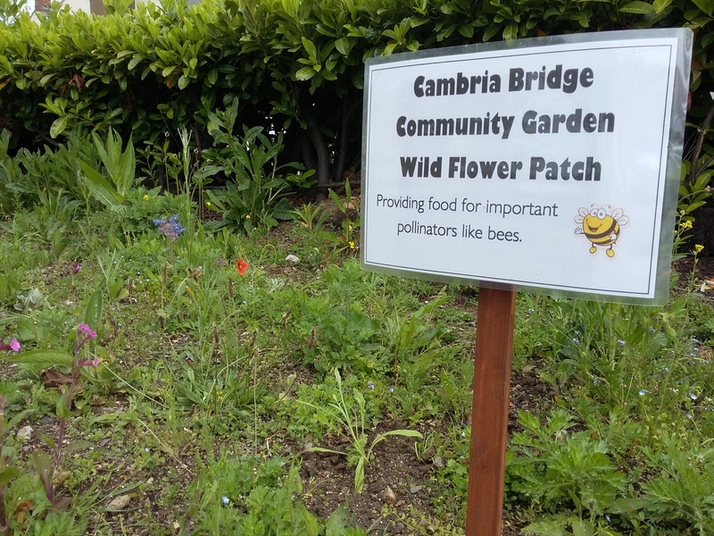 Sign:'Cambria Bridge Community Garden Wild Flower Patch. Providing food for important pollinators like bees.'