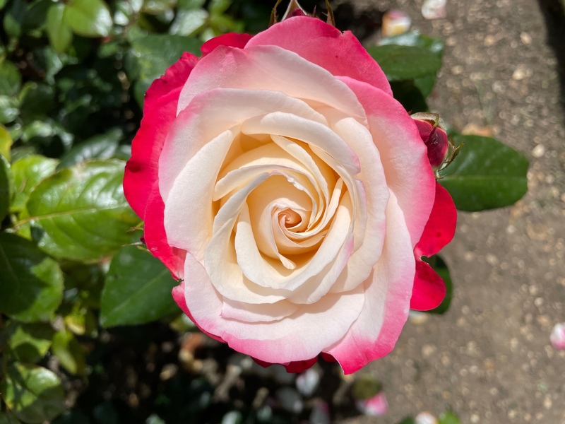 A red and white rose