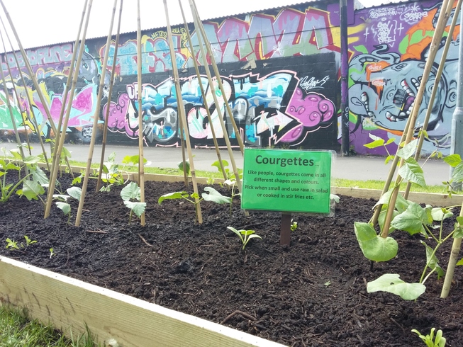 Canal Community Garden beanpoles and plants.  Behind is a graffiti wall.  A sign reads 'Courgettes'