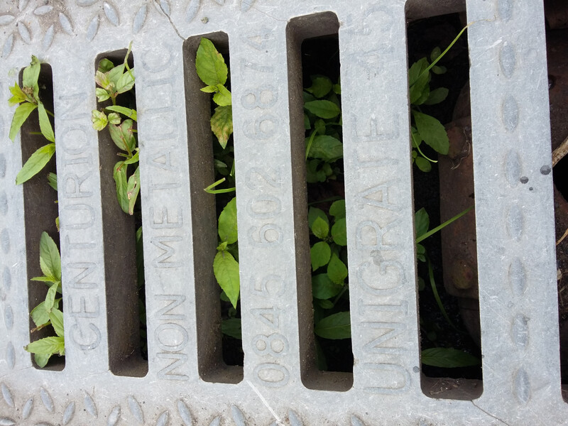 Blocked drain with plants growing inside