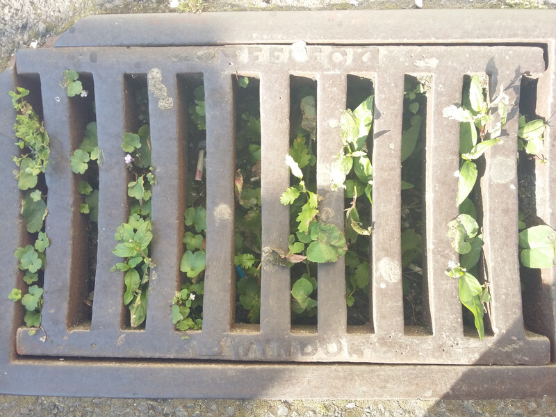 Blocked drain with plants growing inside