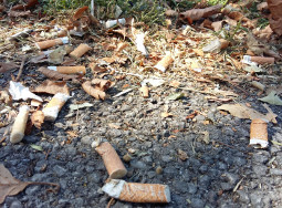 Littered cigarettes on a path / grass verge