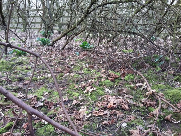 An area of woodland cleaned of litter