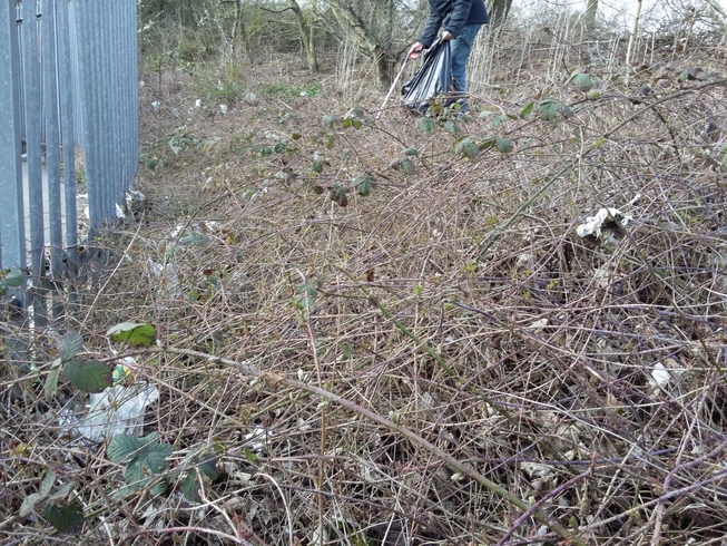 Rubbish strewn in a thick area of brambles