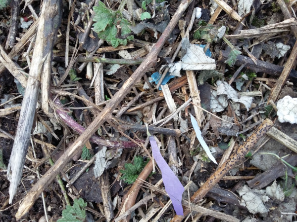 Tiny pieces of plastic in some dry grass