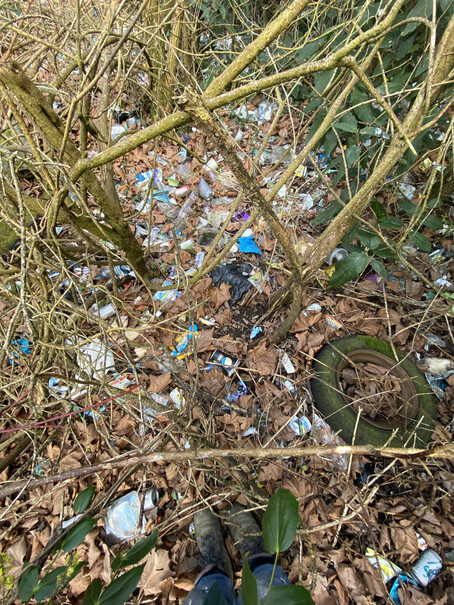 Woodland floor absolutely covered in litter