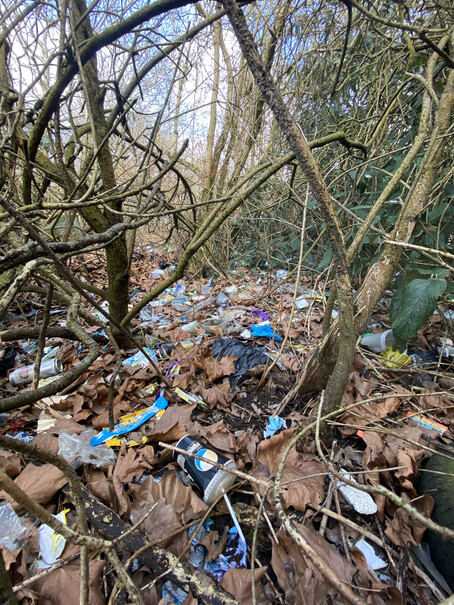 Woodland floor absolutely covered in litter