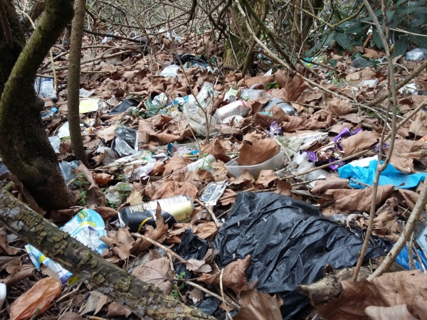 Trees, branches, and a woodland floor covered in litter and leaves in similar amounts