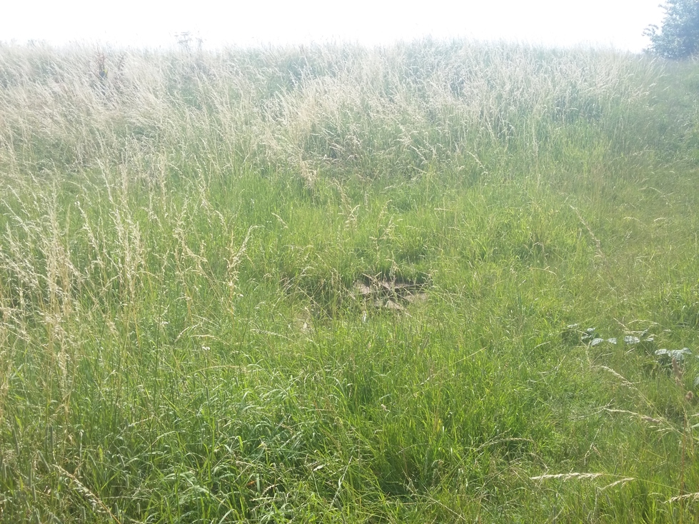 Open manhole view from about 15 feet away, barely visible in the long grass.