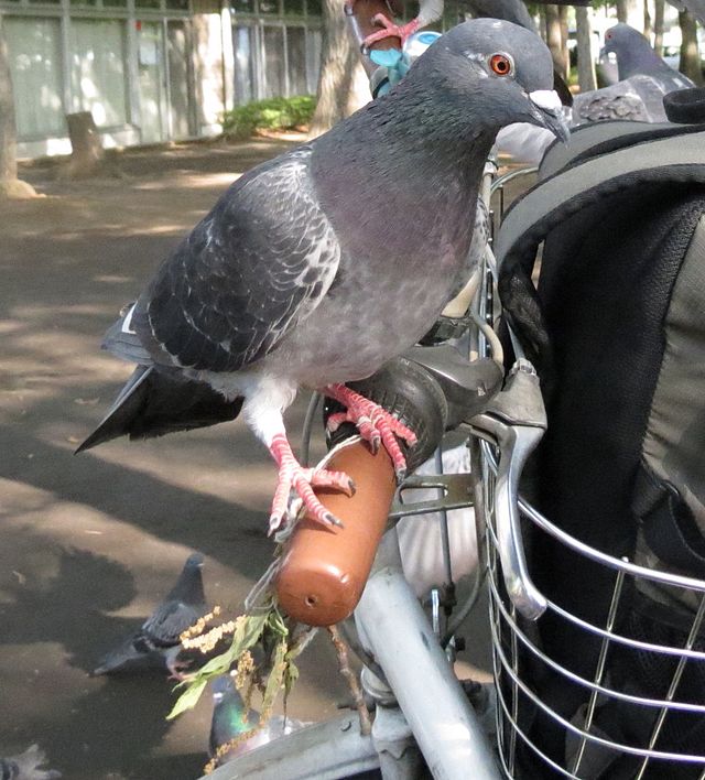 Pigeon perched on a bike's handle bars