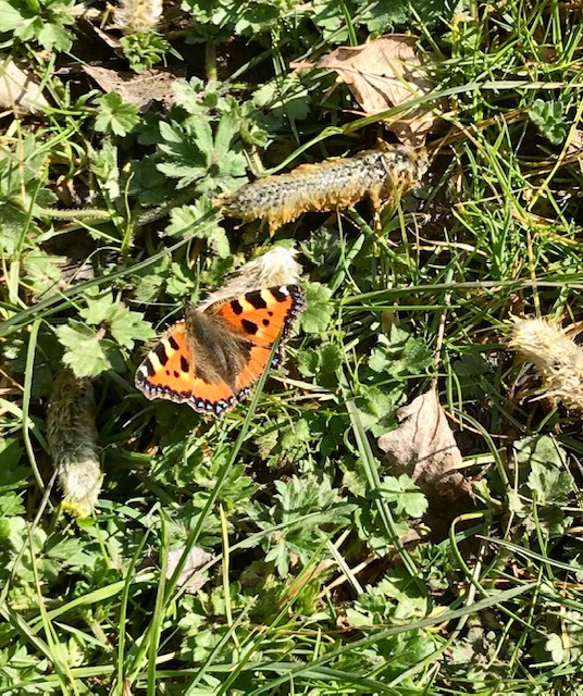 A butterfly in clover and grass