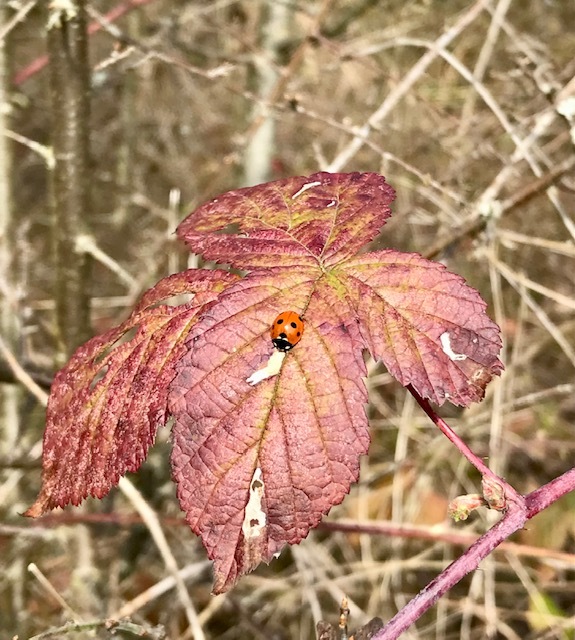 A ladybird on a red leaf