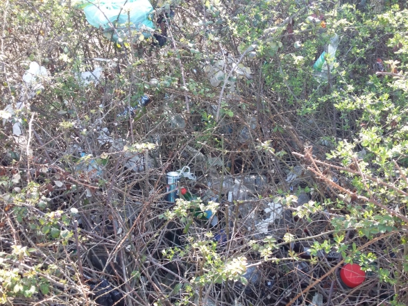 Litter caught up in bushes