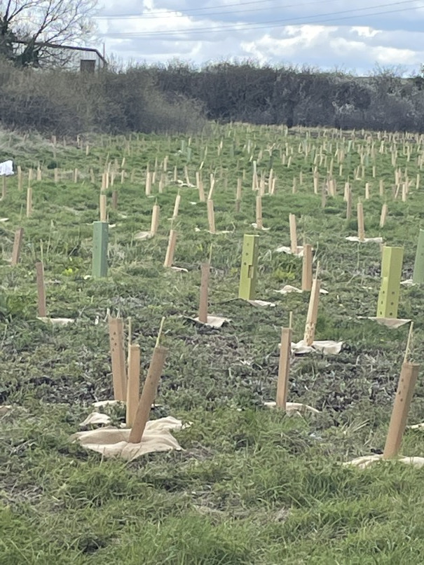 Hundreds of newly planted trees