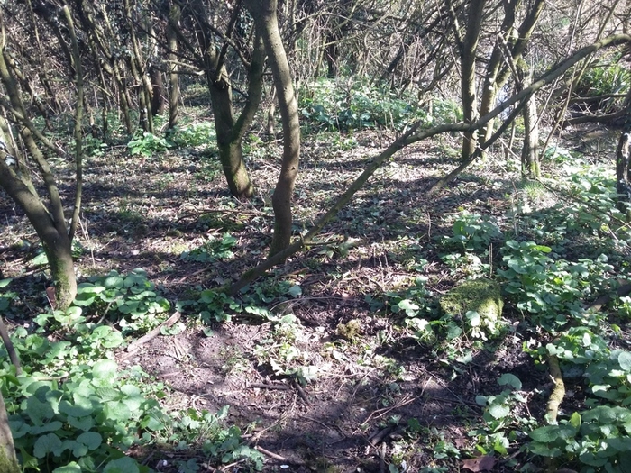 Cleaned area of woodland