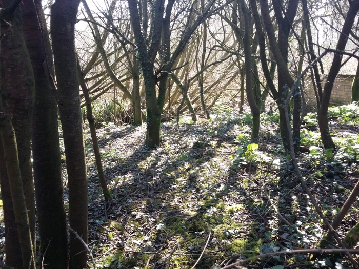 Cleaned area of woodland