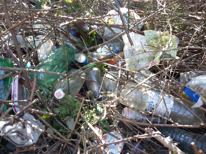 Bushes thick with plastic bottles, some full of urine