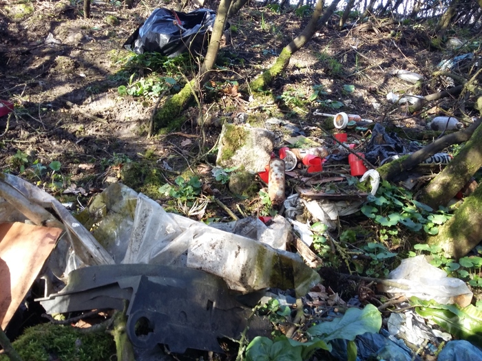 Flytipping in woodland