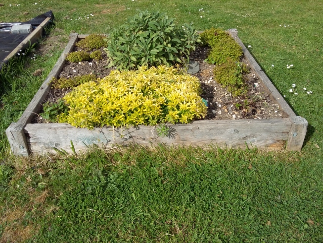 A flower bed containing shrubs