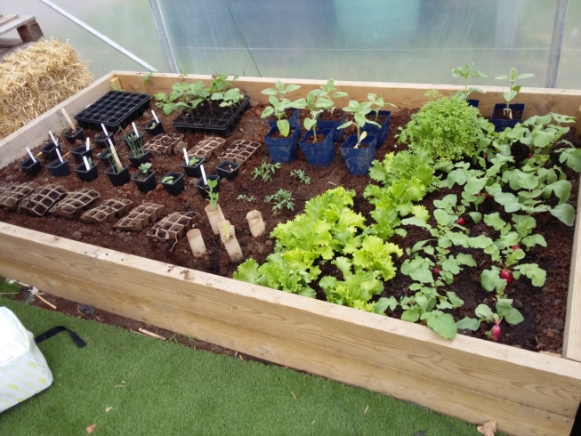 Raised beds growing various plants in the polytunnel
