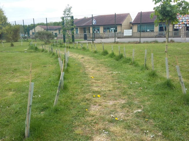 Newly planting trees form a path