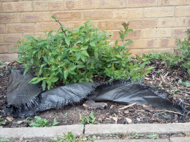 Untidy plastic mulch in a flower bed