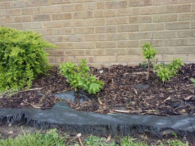 Untidy plastic mulch in a flower bed