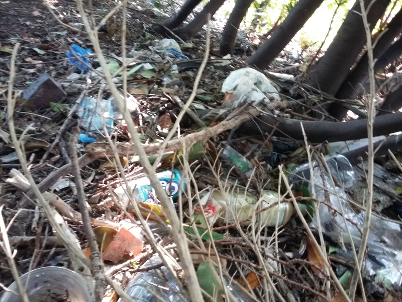 Predominantly plastic bottles littered in woodland