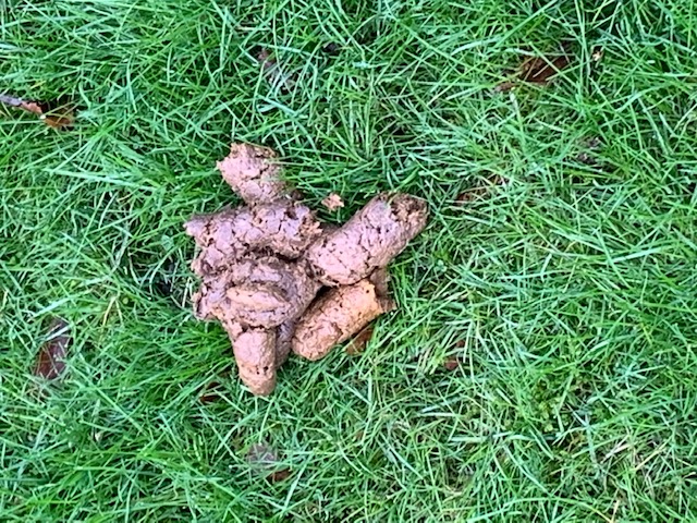 Pile of dog poo on grass