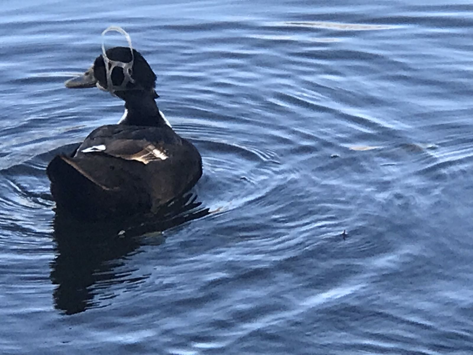 Duck with a plastic multipack can holder caught over its head