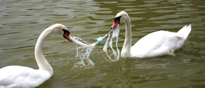 2 swans pulling plastic caught in their mouths