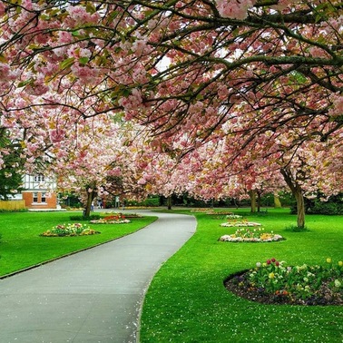 Trees in blossom in Old Town Gardens