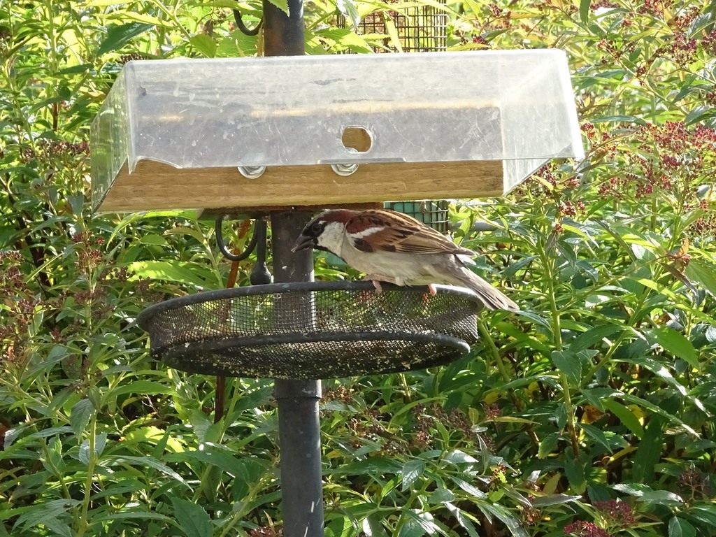 Runner up 1:  A sparrow feeding