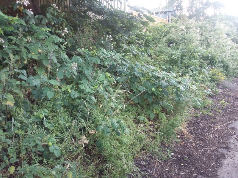 Blackberries growing back well