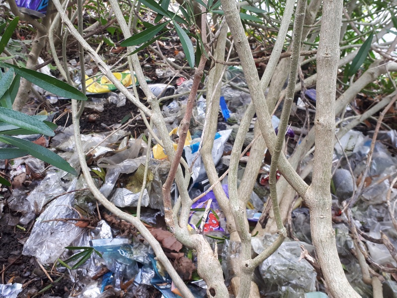 Vast amount of litter in bushes