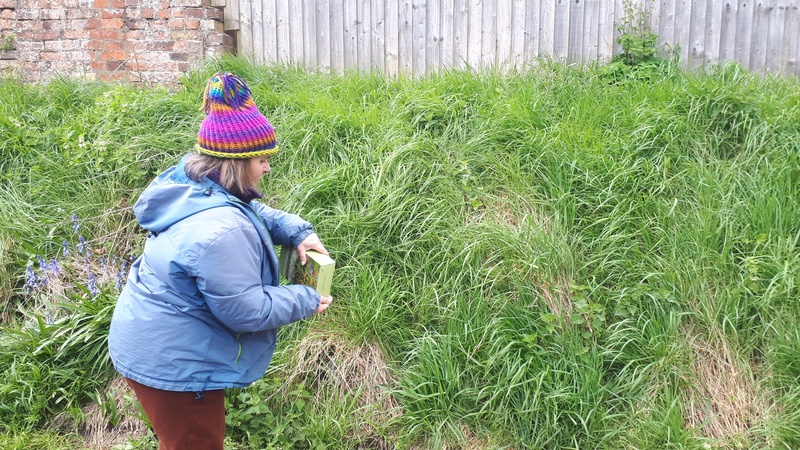 Sowing wildflower seeds